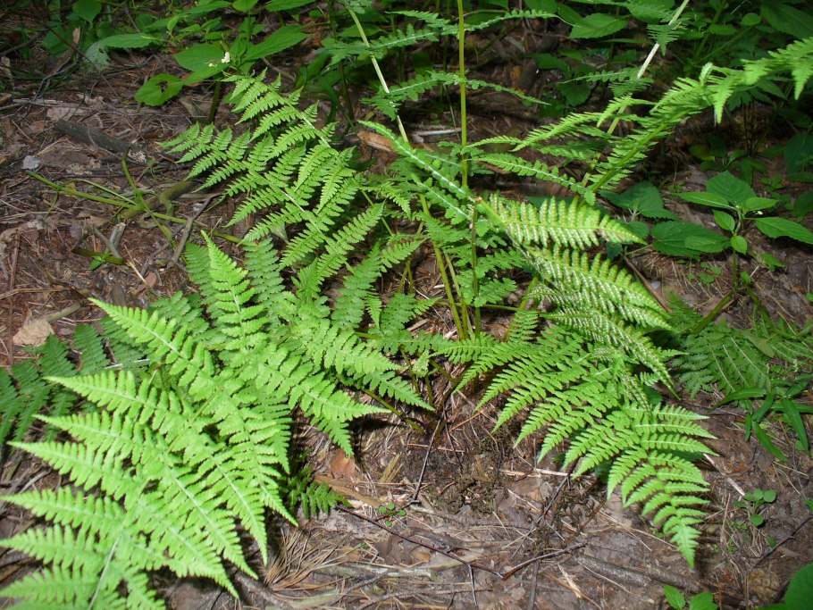 Папоротники Кавказского заповедника