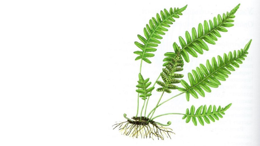 Орляк обыкновенный плод