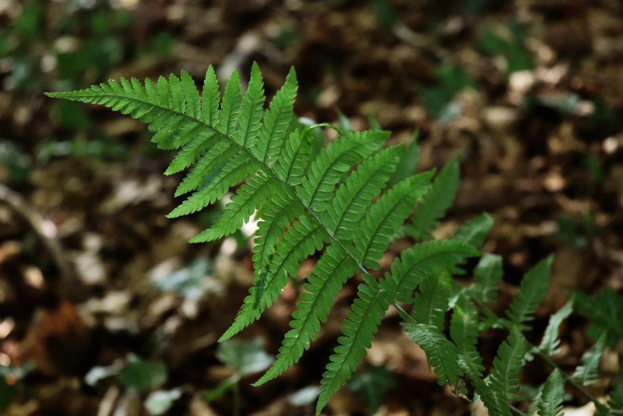 Орляк обыкновенный