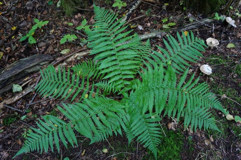Орляк обыкновенный (Pteridium aquilinum)