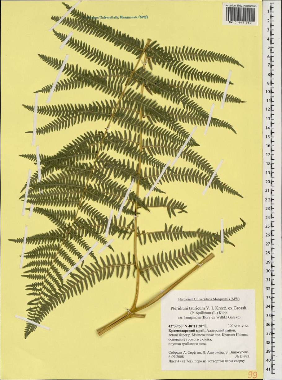 Dryopteris filix-mas