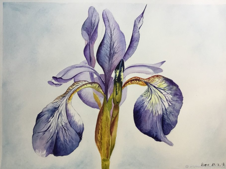 Ботаника Jeannie Foord ирисы