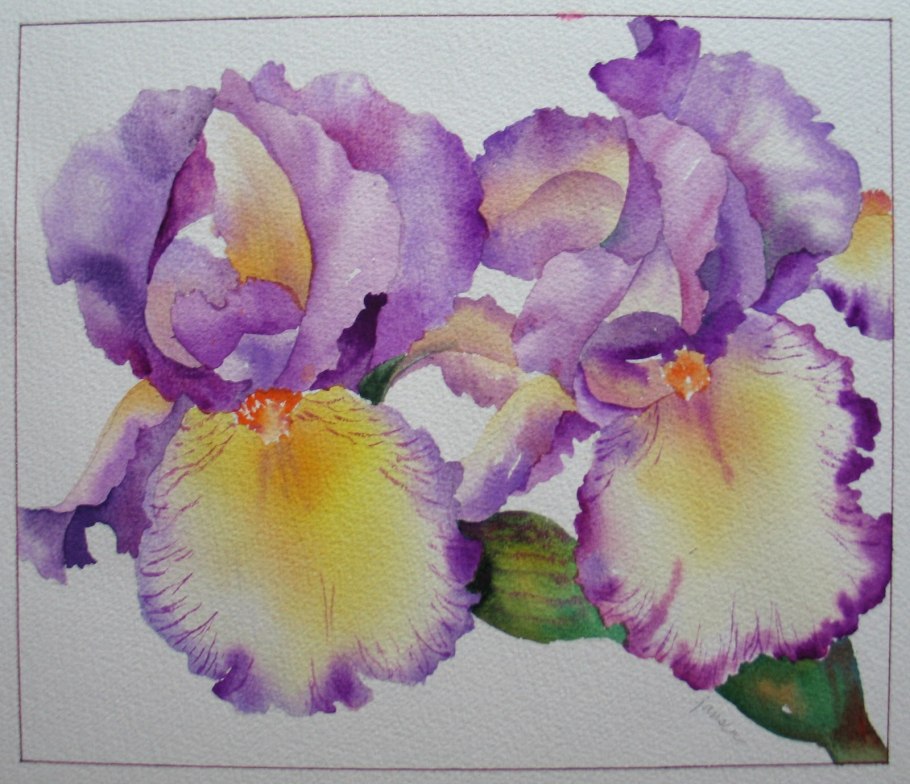 Ирисы акварель лессировка