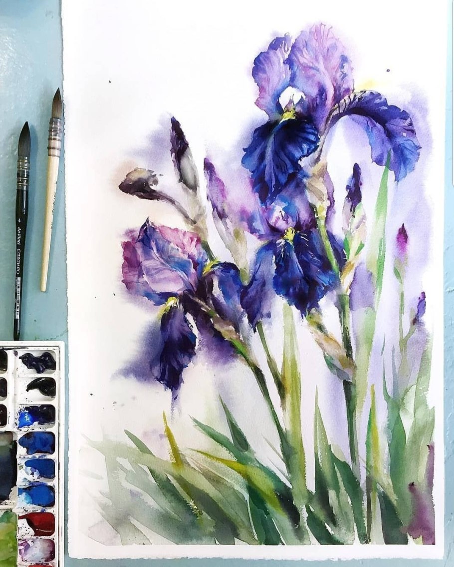 Этюд цветов ирисов акварелью
