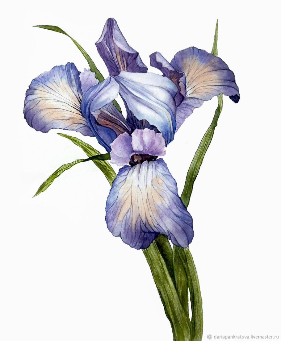 Ирис Бетти Саймон