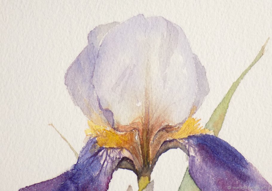 Голубой Ирис акварель