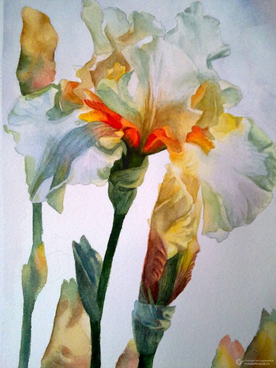 David Drummond акварель