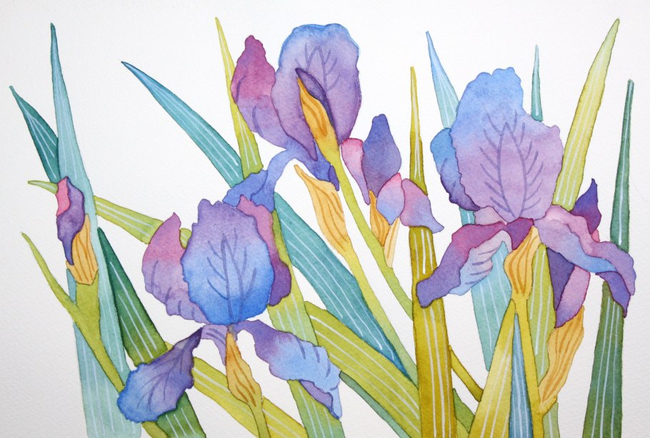 Ирисы акварелью прорисовка