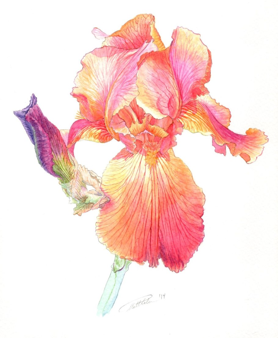 Рисунки ирисов акварелью