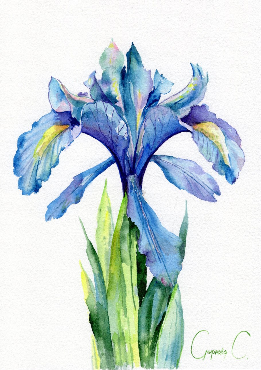 Ирисы акварелью Мари Берк