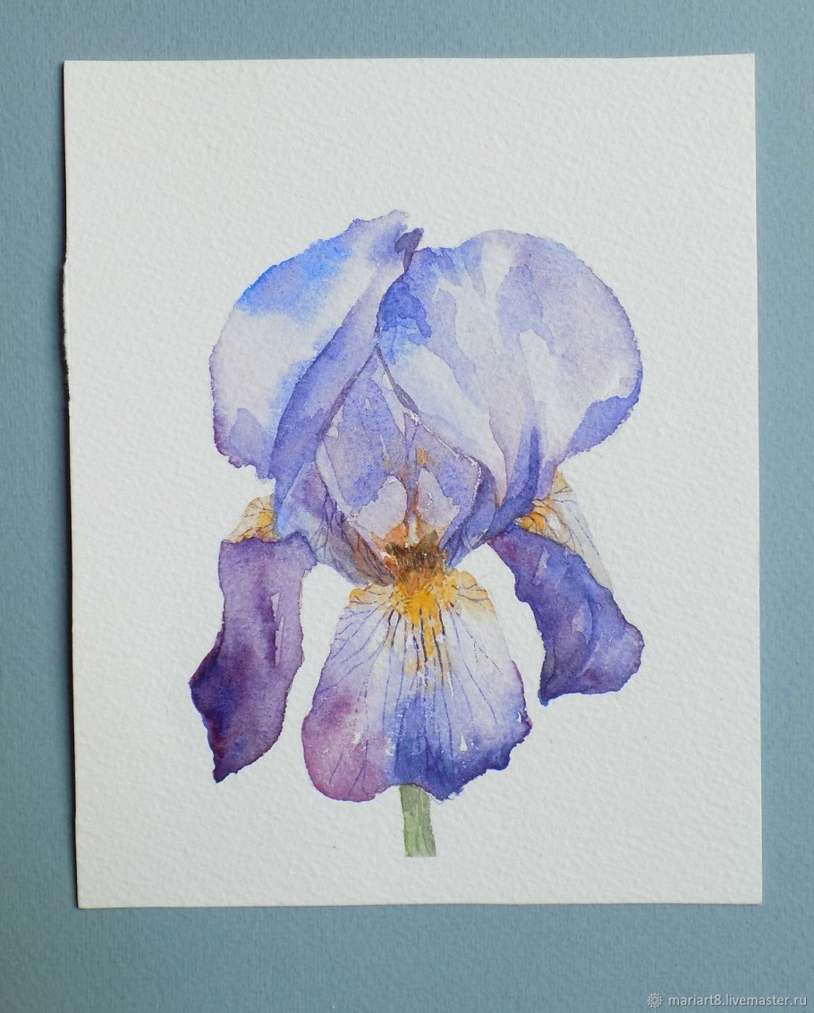 Ботанические иллюстрации Ирис фиалковый