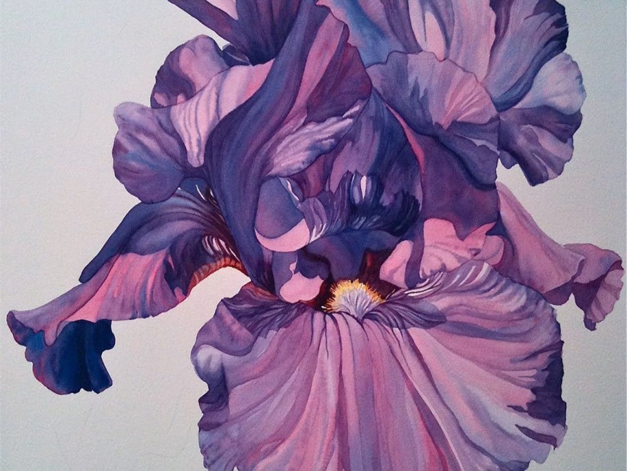 Ирис акварель на белом фоне
