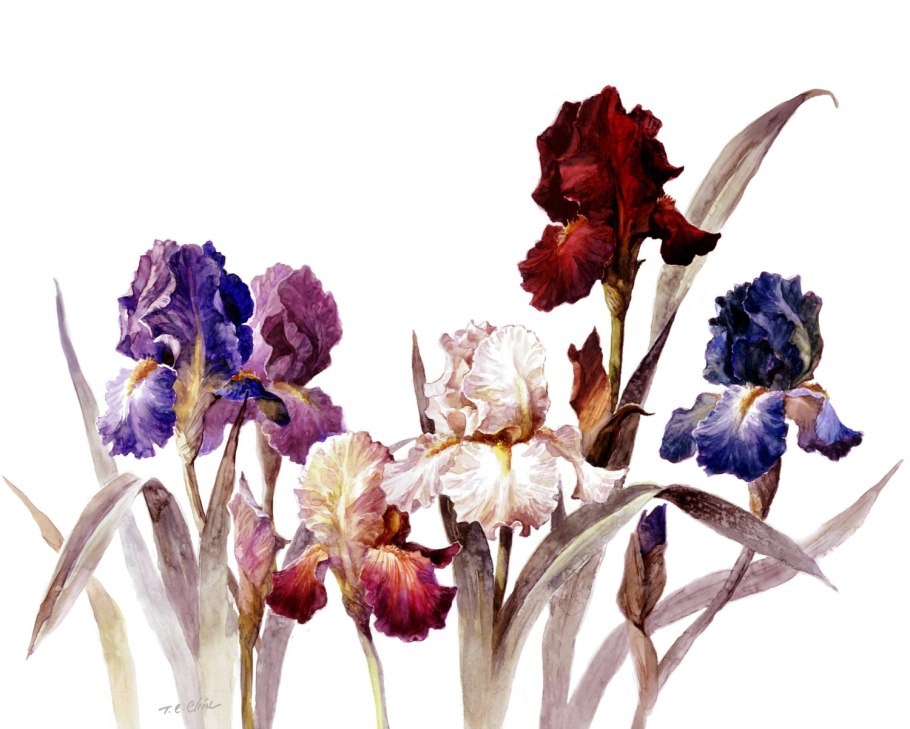 Ирисы акварелью Мари Берк