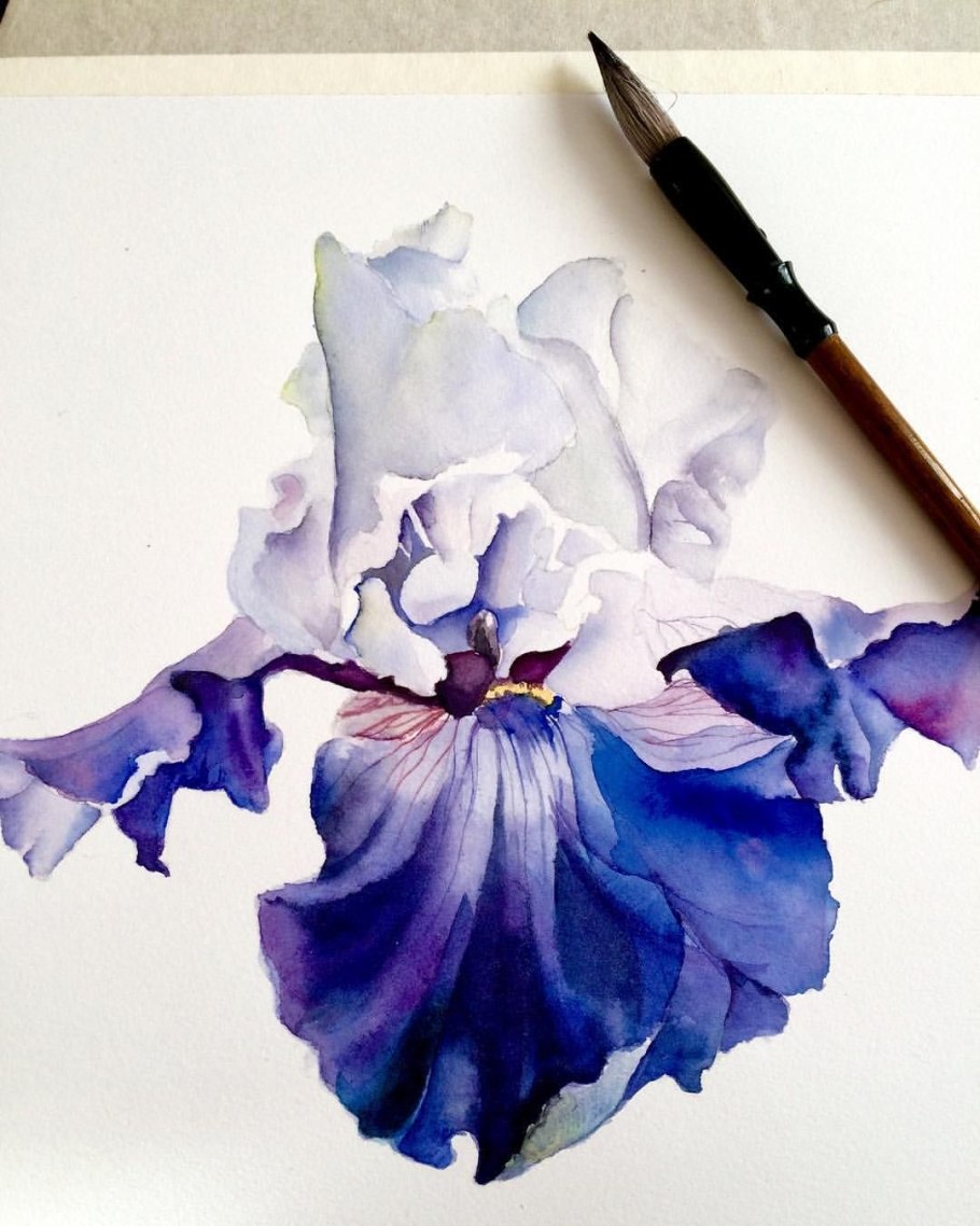 Ирисы акварелью