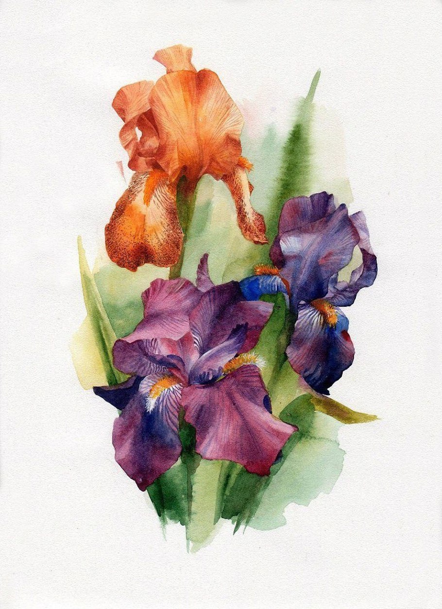 Ольга Базанова ирисы