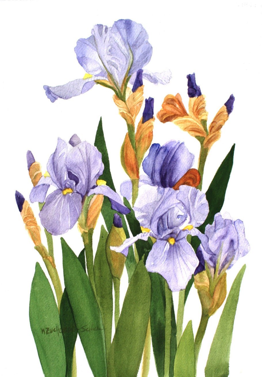 Green Flower Watercolor Ирис