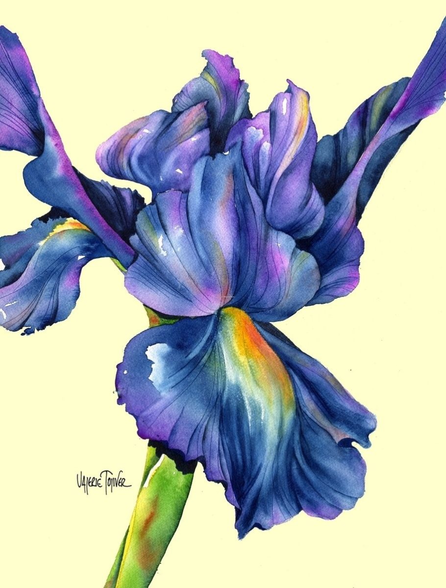 Синие цветы акварель