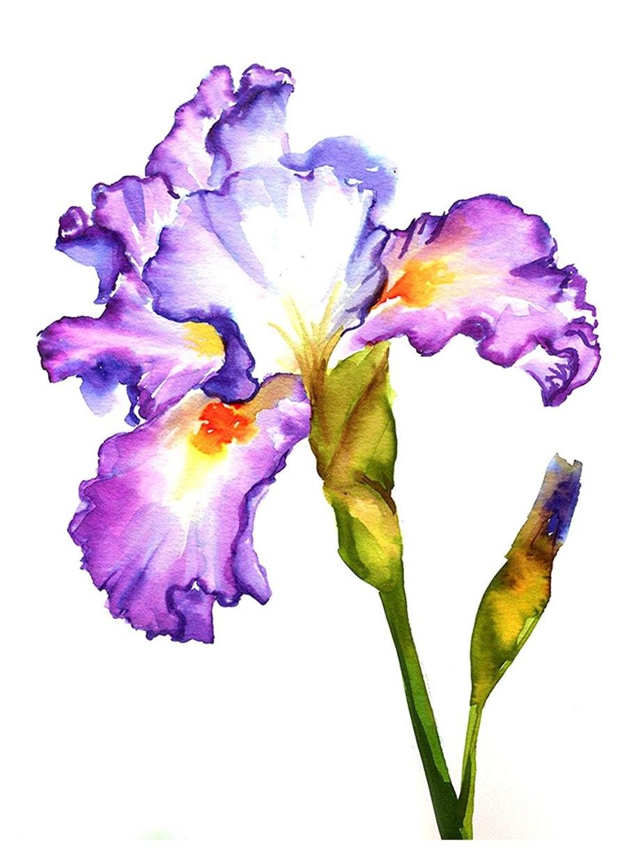 Ирис акварельными карандашами
