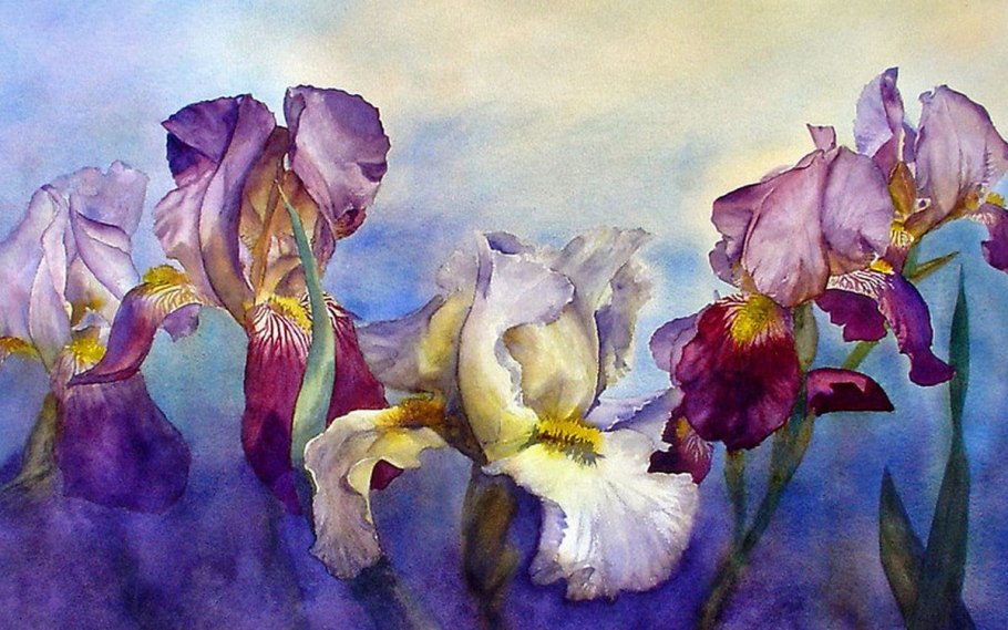 Ирисы Ботаническая иллюстрация