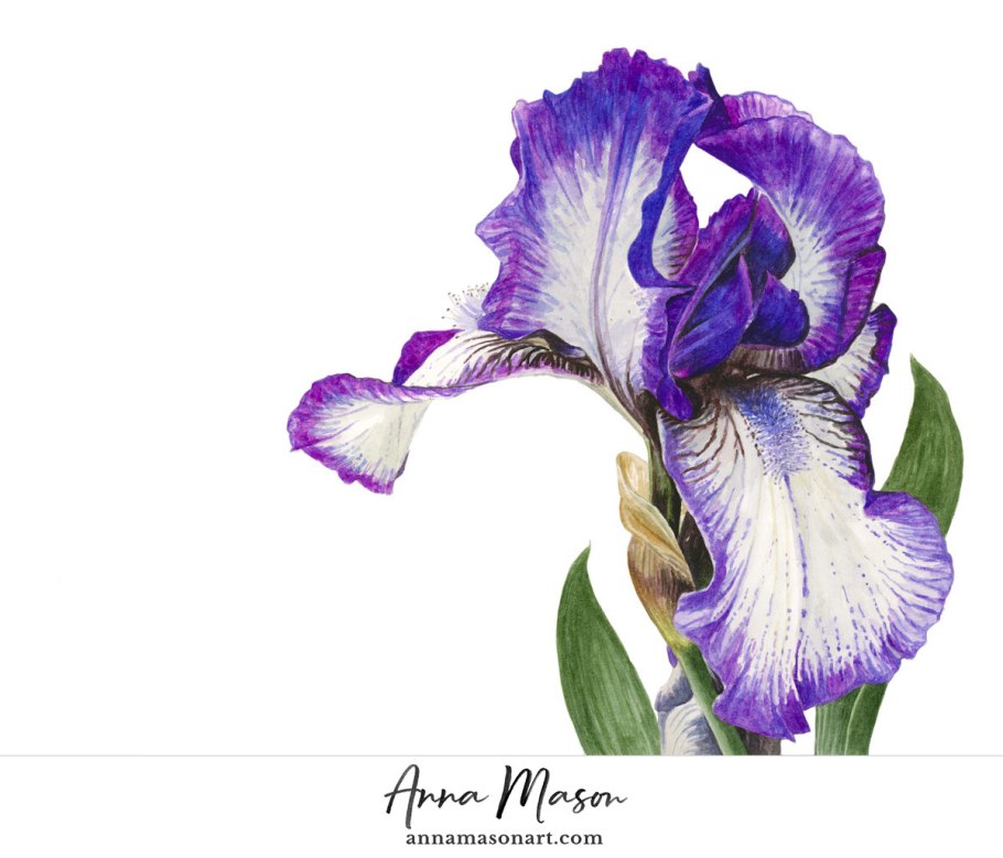 Ирисы акварелью Мари Берк