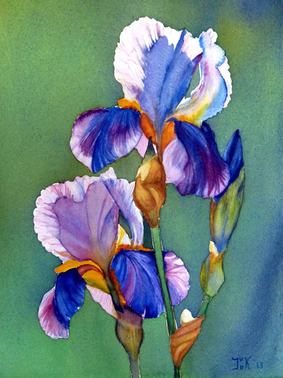 Ирис цветок