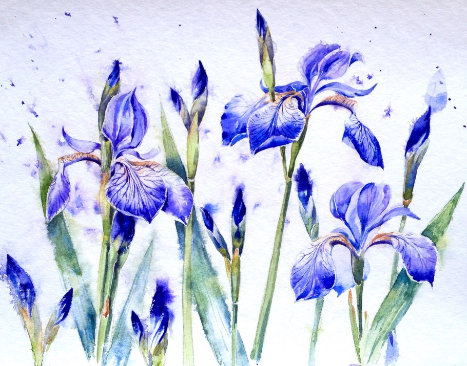 Анастасия Беседина акварели ирисов