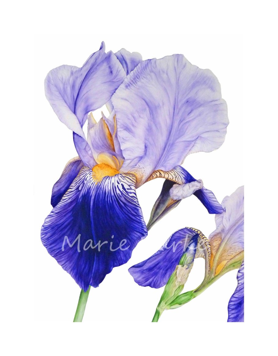 Дэвид Друммонд акварель