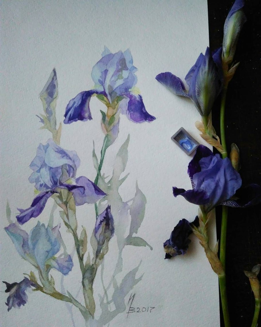 Ирис рисунок