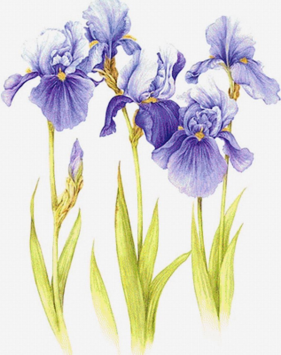 Ирисы акварель лессировка