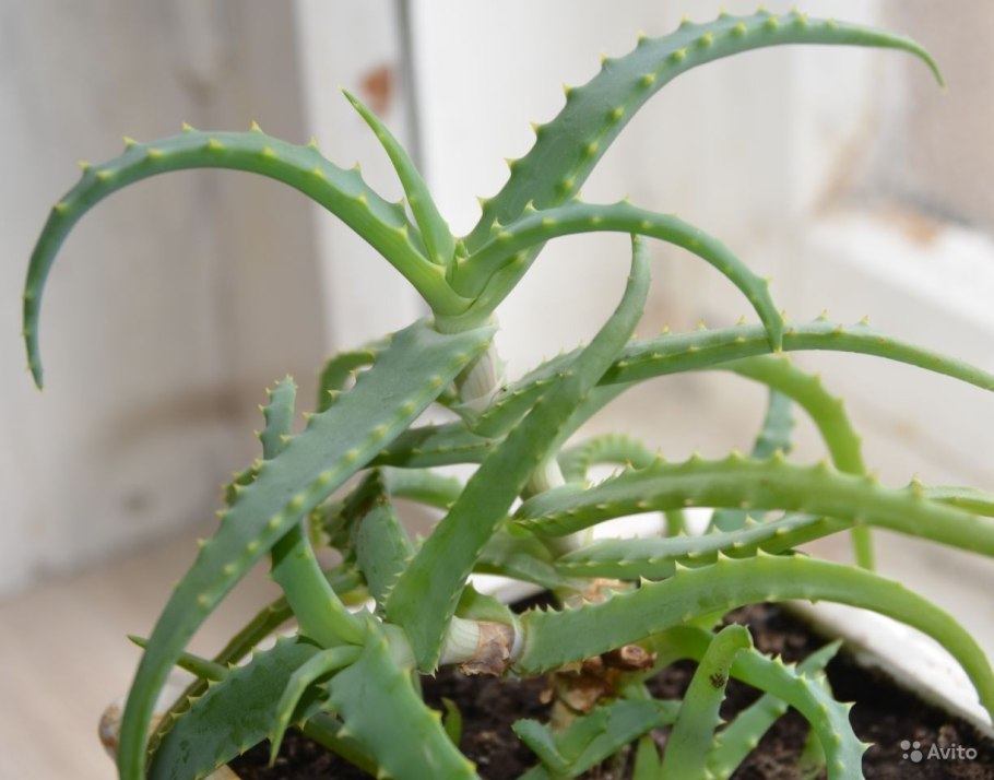 Пересаживание алоэ