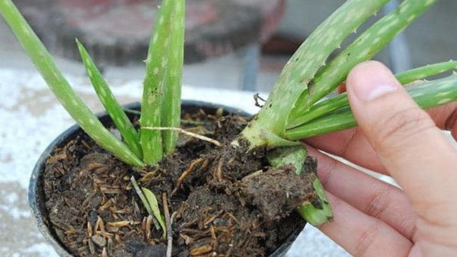 Алоэ древовидное столетник размножение