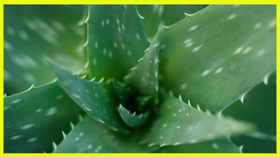 Алоэ Вера цветок