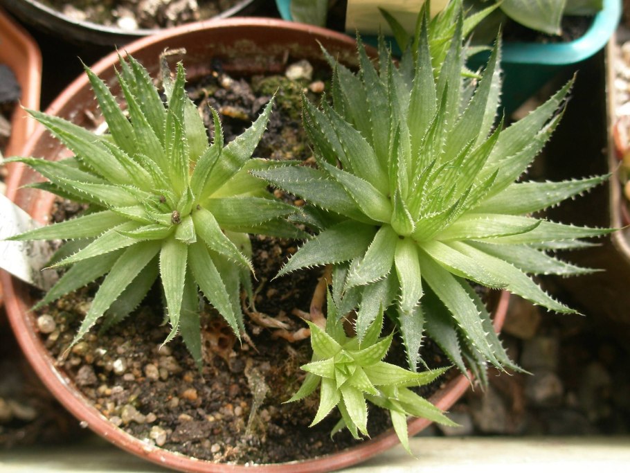 Алоэ Вера размножение