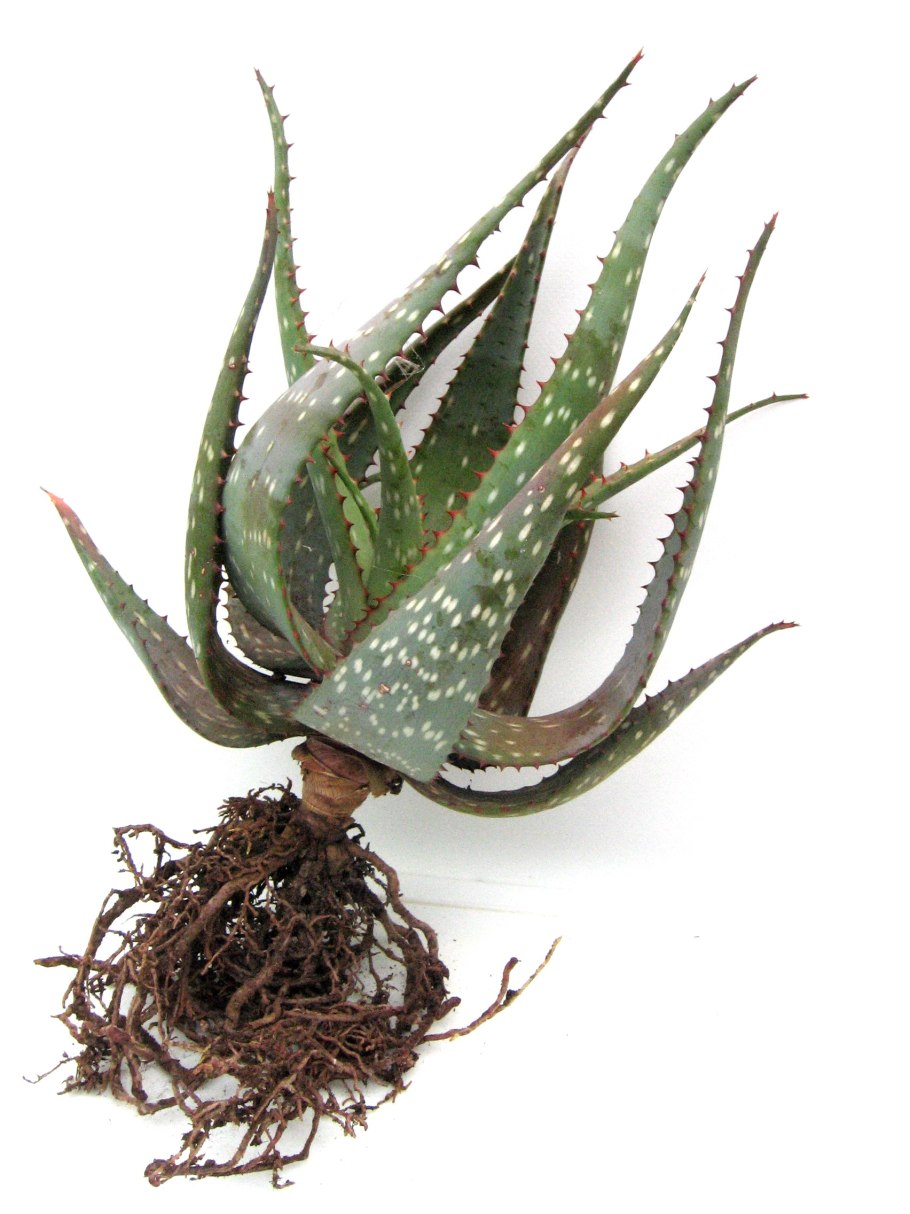 Полезные рецепты из столетника