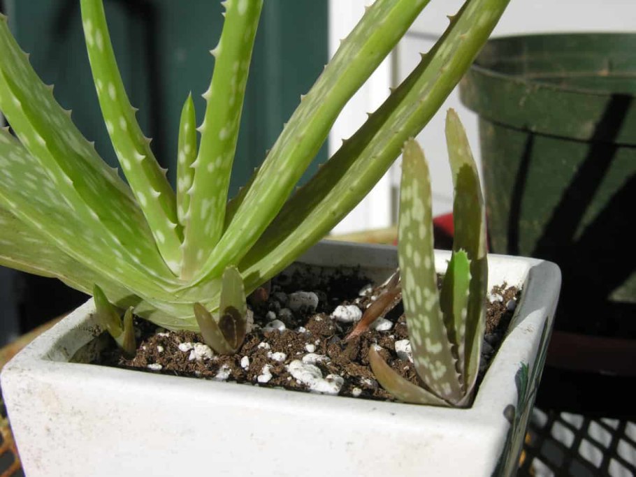 Отводки алоэ