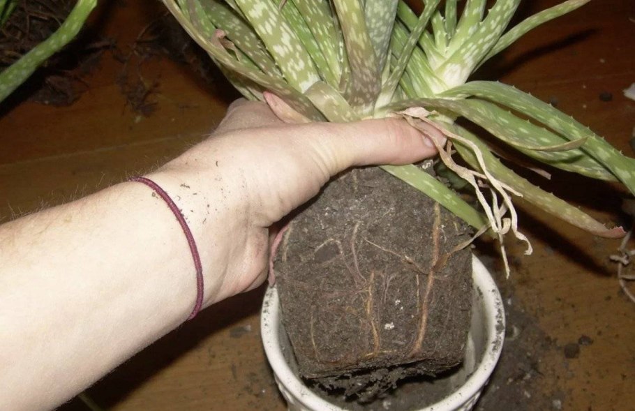 Черенкование алоэ Вера