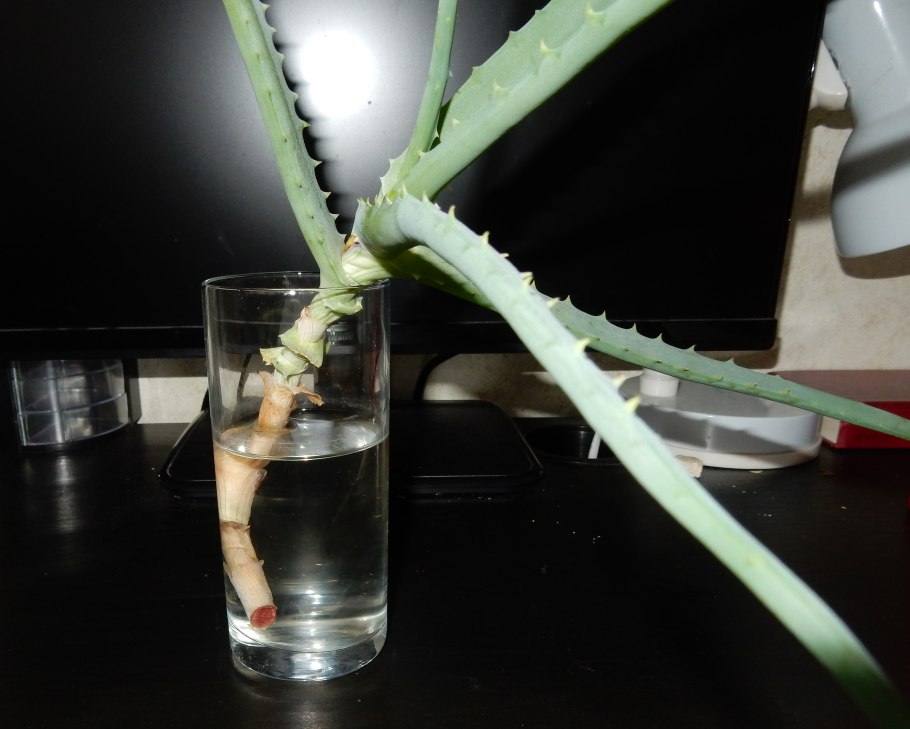 Алоэ Вера черенок