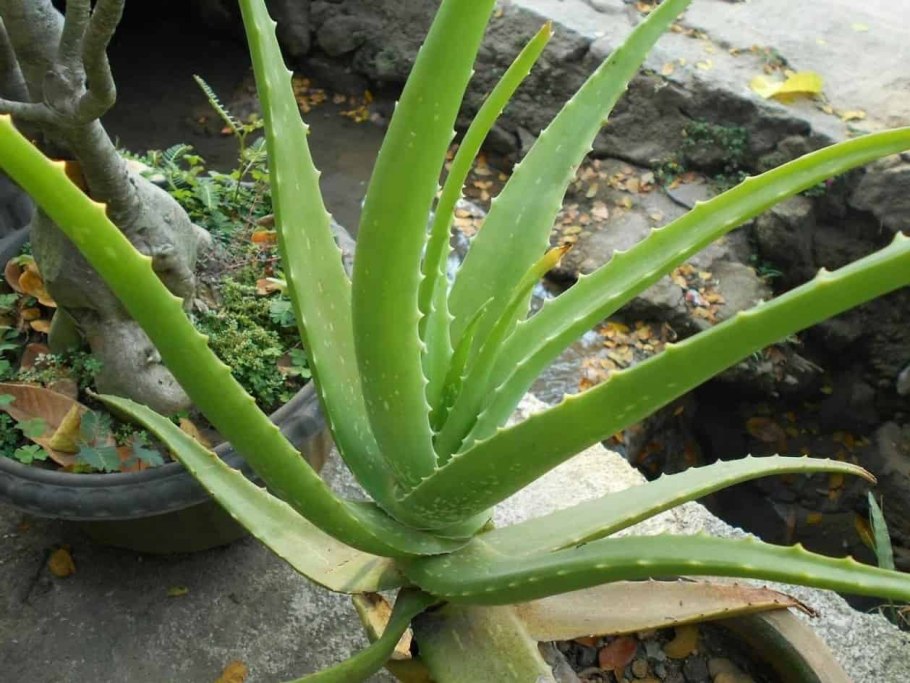 Алоэ Вера размножается отростками