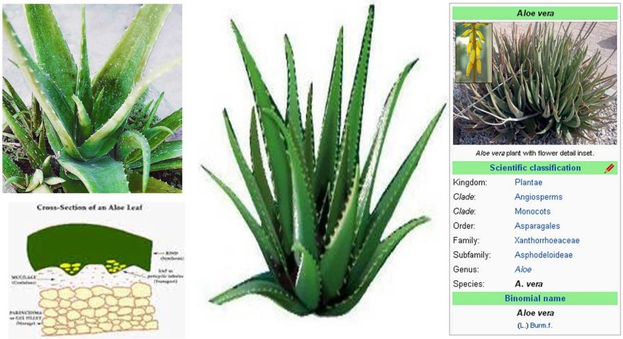 Алоэ при гастрите