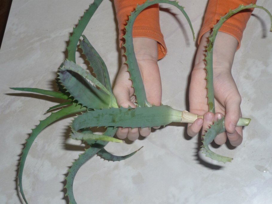 Алоэ Вера размножение