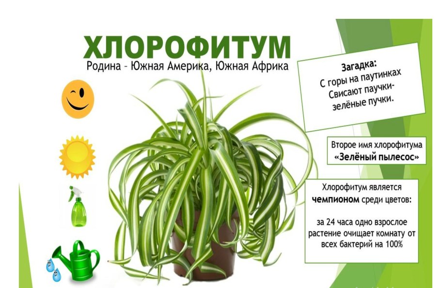 Алоэ Вера барбаденсис Миллер ЛР