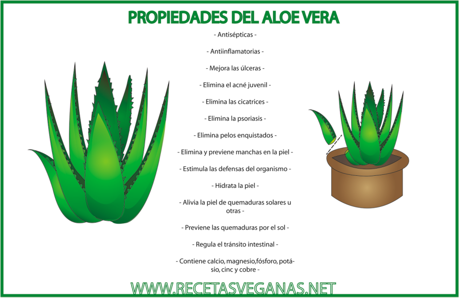 Заварка алоэ Вера