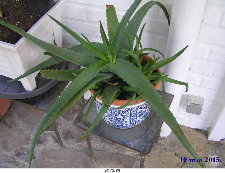 Алоэ Вера срезать листья