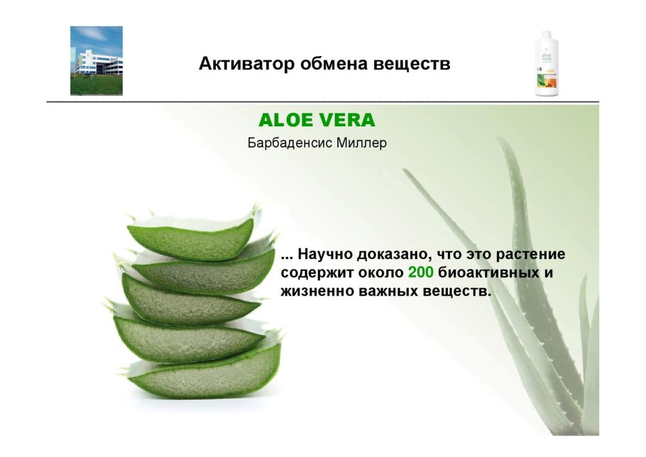 Вегетативное размножение растений схема