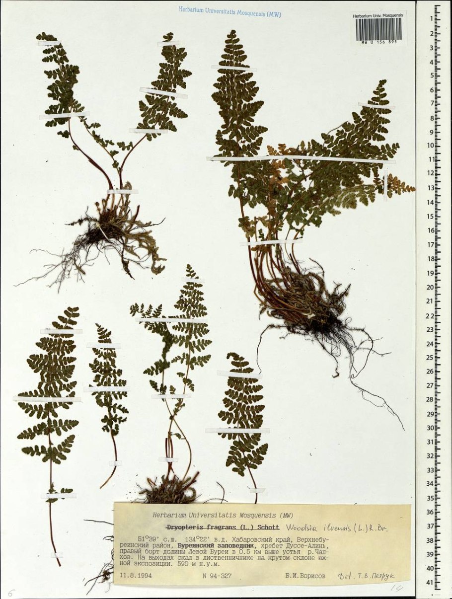 Woodsia Ilvensis