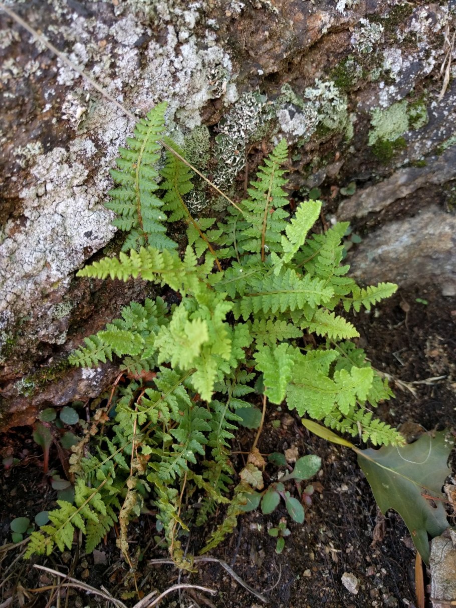 Woodsia Ilvensis (l.) r. br. Вудсия Эльбская