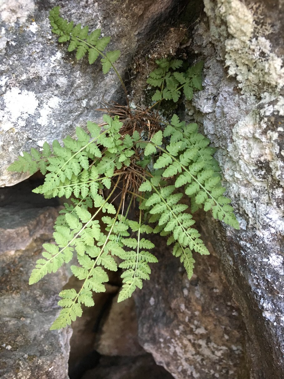 Вудсия Альпийская (Woodsia Alpina)