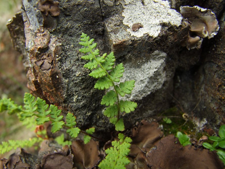Вудсия Северная (Woodsia Ilvensis)