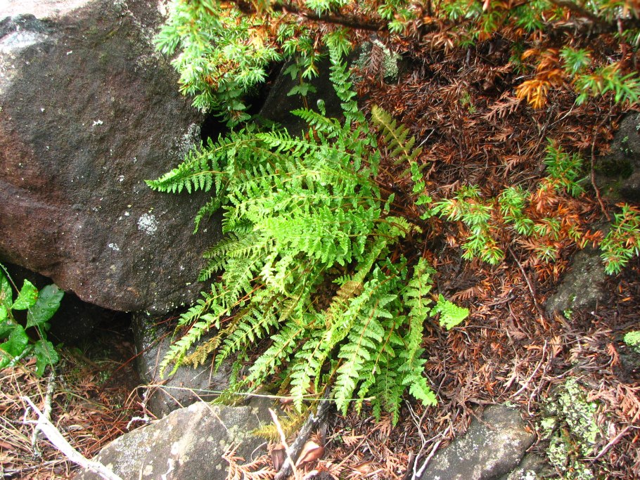 Вудсия многорядниковая Woodsia polystichoides