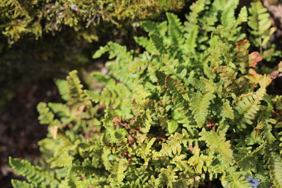 Woodsia Ilvensis гербарий